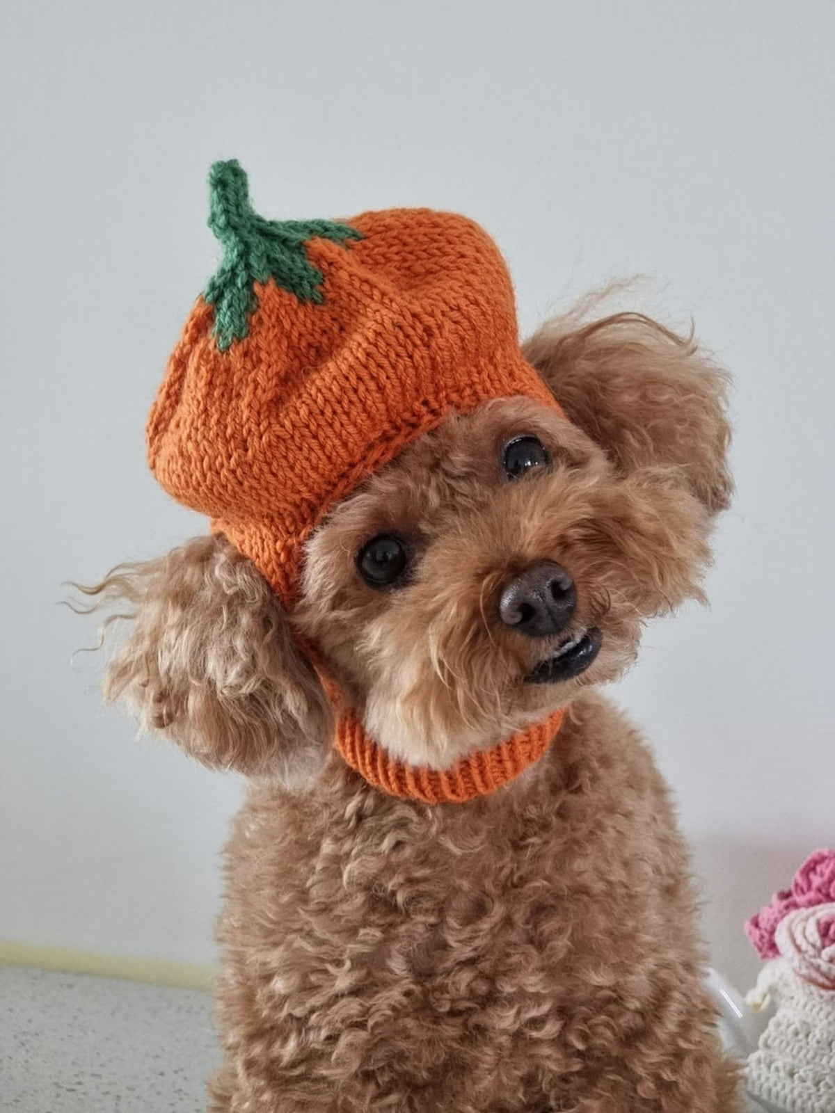 Little Harvest Pup Cap Knitting Pattern