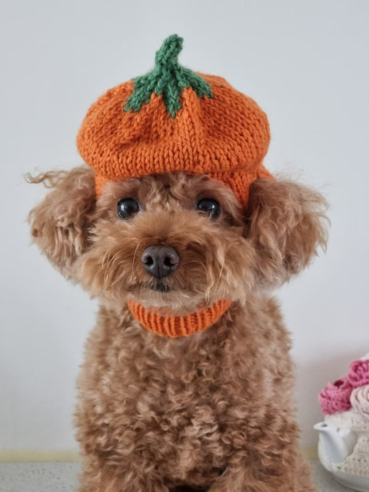 Little Harvest Pup Cap Knitting Pattern