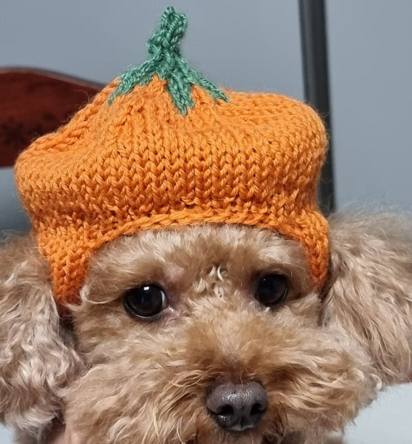 Little Harvest Pup Cap Knitting Pattern