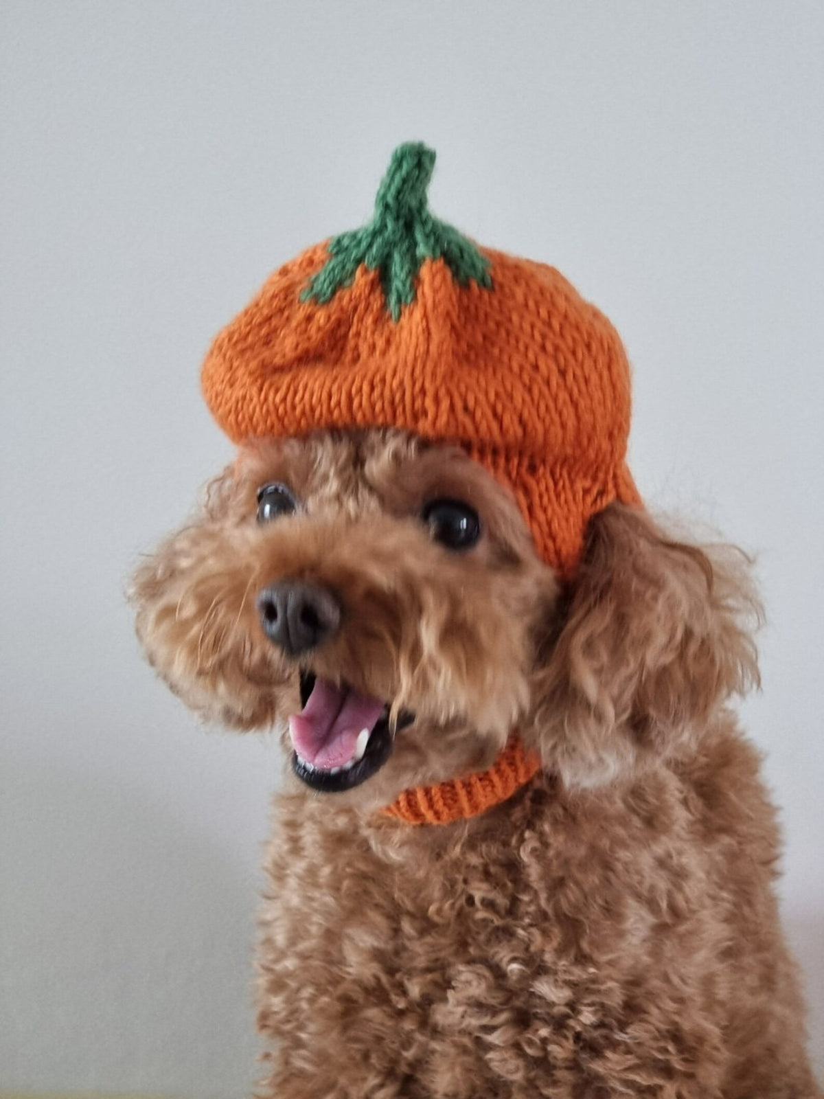 Little Harvest Pup Cap Knitting Pattern
