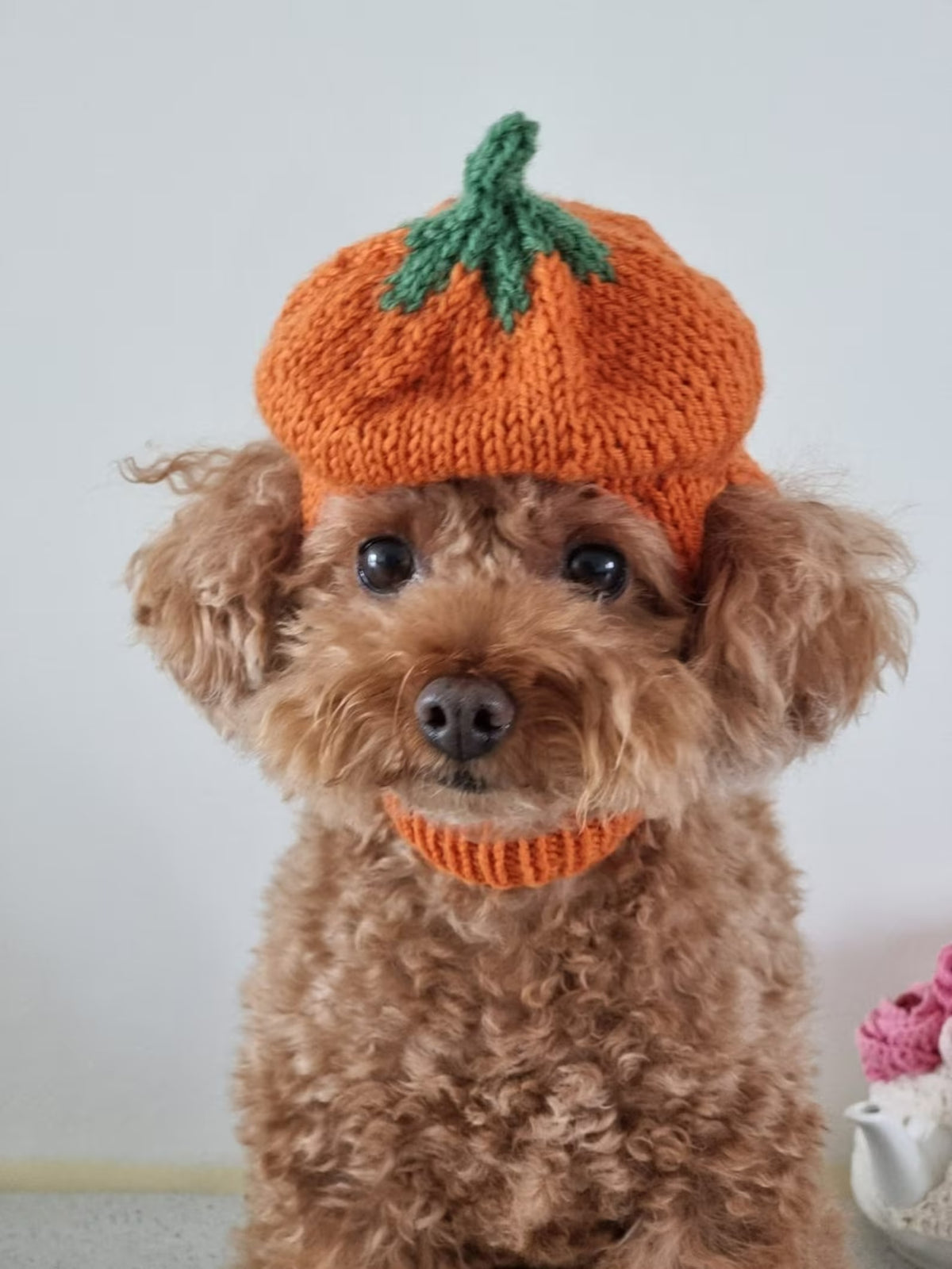 Little Harvest Pup Cap Knitting Pattern