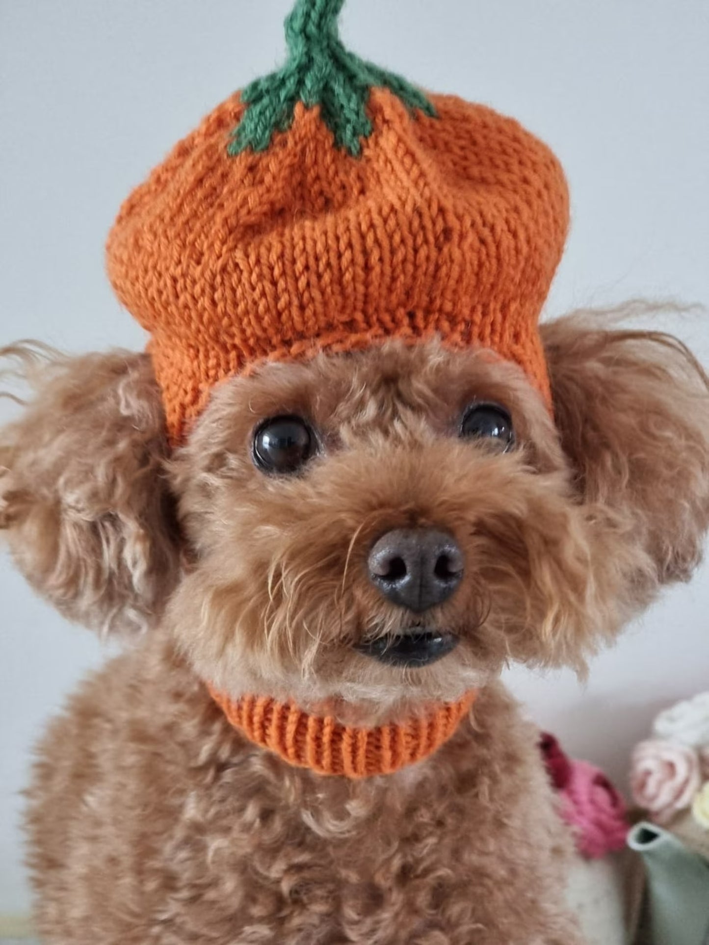 Little Harvest Pup Cap Knitting Pattern