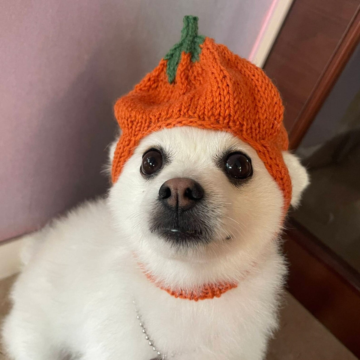 Little Harvest Pup Cap Knitting Pattern